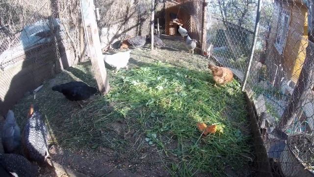 Если несушки на даче, то только ДОМИНАНТЫ!