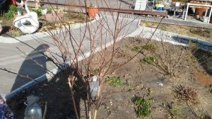 Обрезка Пузыреплодника