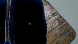 как посадить вишню из косточки 2