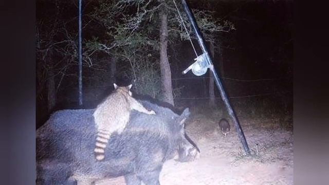 10 странных фото зверей в лесу смотреть онлайн