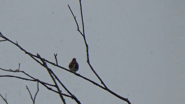 Снег в мае смотреть онлайн