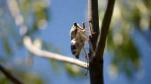 Пение цикады обыкновенной