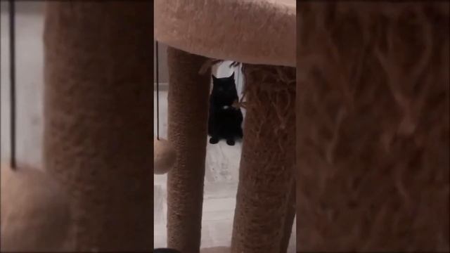 Как подружить взрослых котика и кошечку (часть 1) смотреть онлайн