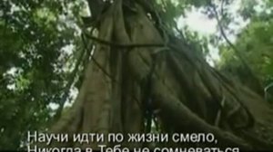 чёрная стрела