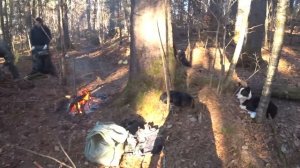 охота на кабанов, наткнулись на табун