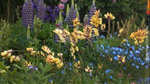 ❀ Луковичные цветы, которые нужно выкапывать осенью