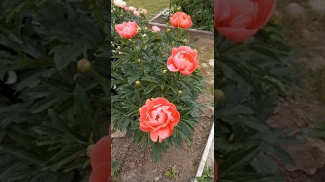 Пионы "Coral Magic" смотреть онлайн