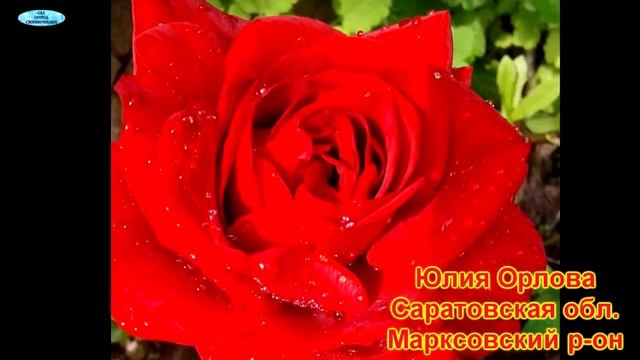 ФОТОАЛЬБОМ ПОДПИСЧИКОВ №5. ЗАКЛЮЧИТЕЛЬНЫЙ. смотреть онлайн