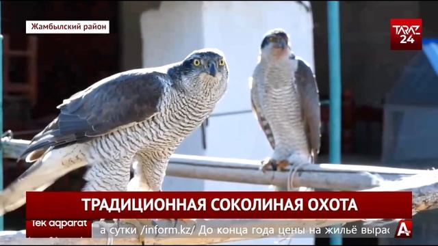 ТРАДИЦИОННАЯ СОКОЛИНАЯ ОХОТА