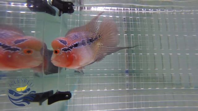 Super Red Dragon Flowerhorn смотреть онлайн