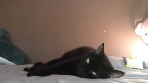 Non_action verbs / Stative verbs