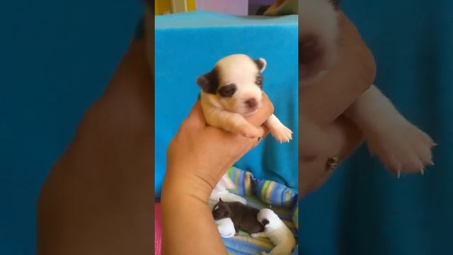 16 дней щенкам чихуахуа Взвешиваем