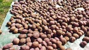 Обработка семенного картофеля препаратом Престиж КС.От проволочника, колорадского жука, медведки.