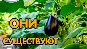 Лучшие сорта баклажанов для открытого грунта