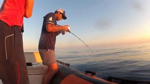 Inchiku ... Cernia Rossa 1.mov