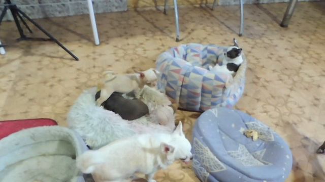ЦЕНА щенка породы ЧИХУАХУА озвучена в этом ВИДЕО 25/06/2022/ ПРОДАЮ щенков с документами, прививкам