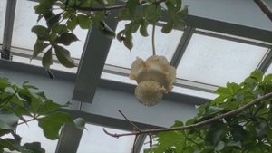 Как цветет баобаб