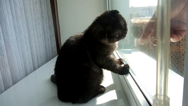 Шотландский вислоухий котенок  моет окно