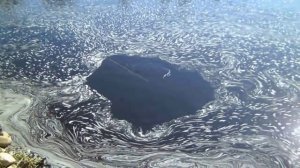 РЫБАЛКА НА СЕТЬ