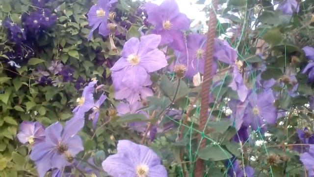 Вьющиеся украшение сада. КЛЕМАТИС. ЛОМОНОС. смотреть онлайн