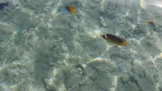 Безветренная бухта в Шарм Эль Шейхе. Красное море.Песчаный заход в море.Отель Club El Faraana Reef.