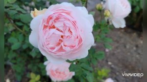 The Ambridge Rose | David Austin | Southern California, zone 10a