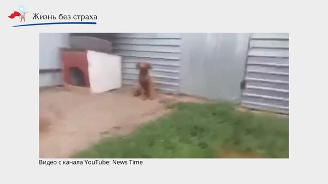 Живи свободно, БЕЗ СТРАХА: как перестать бояться и сделать лучшую версию СЕБЯ смотреть онлайн