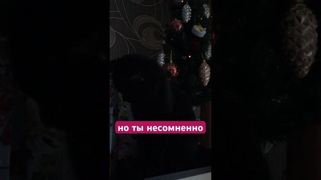 Ты самый лучший ❤️ #приколы #кошки #животные