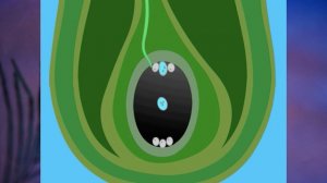 §20 "Половое размножение растений", Биология 6 класс, Сивоглазов