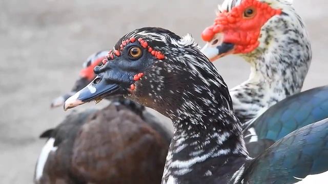 HOW GOOD IS THE DIGITAL CAMERA NIKON COOLPIX P950? смотреть онлайн