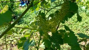 Цветение винограда,селекция, признаки отбора новых сортов.Крым 15.06.2022 год