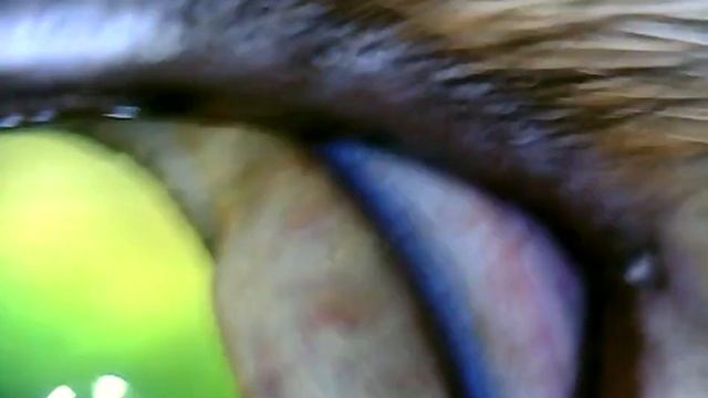 Радужка у кошки. Новообразование радужки у кошки. смотреть онлайн