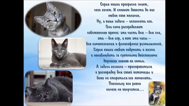 Видеоролик «Такие разные кошки» смотреть онлайн