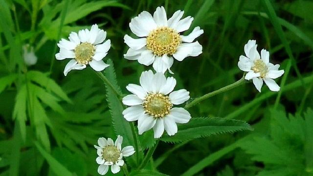 Светлана Лазарева - Мама смотреть онлайн