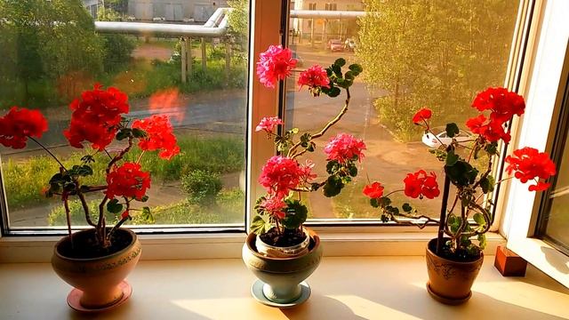 Как ухаживать за геранью, чтобы она обильно цвела. Важное условие смотреть онлайн