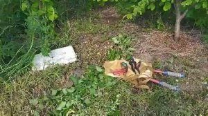 У нас можно купить сортовой фундук, и заказать саженцы фундука