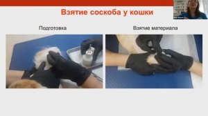 Вебинар: Демодекоз собак и кошек