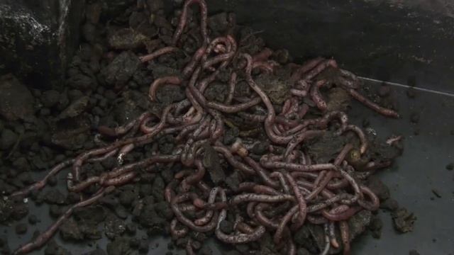 Бизнес-план. черви Дендробена Венета, биогумус. Часть 1. 2022 смотреть онлайн