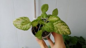 Аватар уже не тот?(колеус)