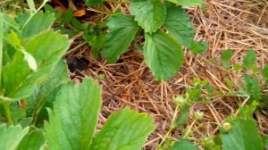 Земляника Дарселект.