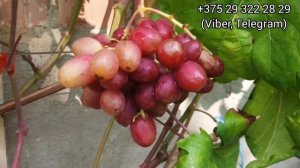 "Куст букет"  Винограда. Агата, Роза красная, Гран при, Солнышко, Борисфен, Дынька, Прерия.