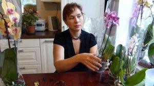 КАк узнать какой цвет у орхидеи?Как поливать..