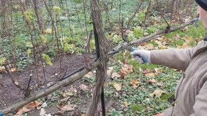 Виноград на беседке - обрезка на урожай и для красоты.