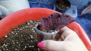 Укоренение фрагментов декоративно лиственной бегонии 03.11.23