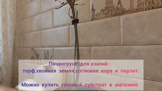 Как спасти азалию. Реанимирование после засушки и залития. смотреть онлайн
