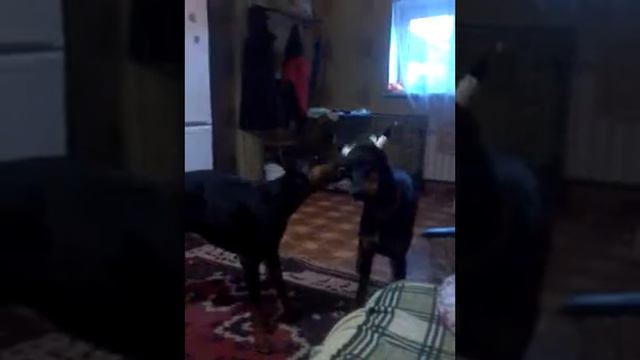 Заботливая мама