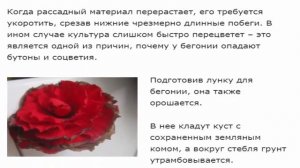 Бегония вечноцветущая хитрости и нюансы посадки и ухода в открытом грунте