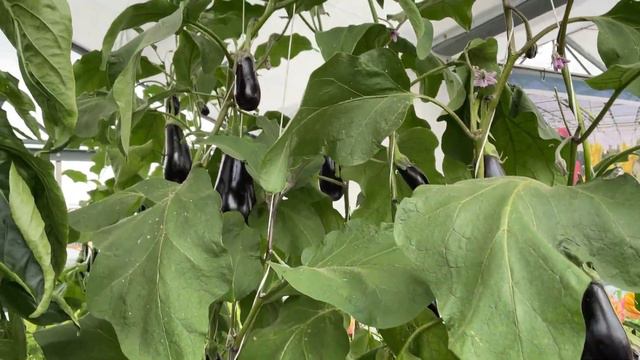 Где ж такое чудо могли увидеть простые огородники? смотреть онлайн