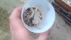 (старое видео) Поджигаем порох из спичек / GOHaveFUN /