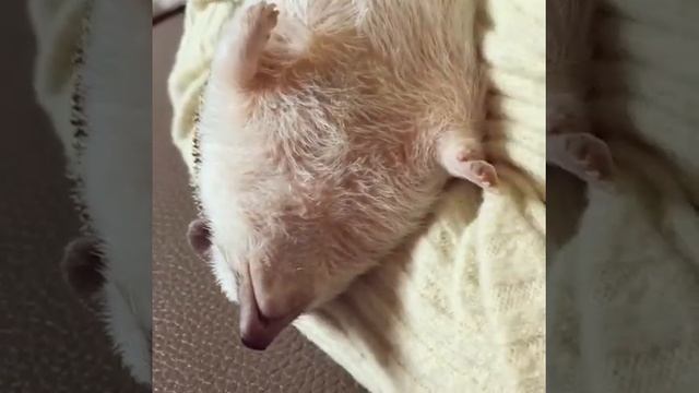 Африканский ежик РЕЛАКС смотреть онлайн